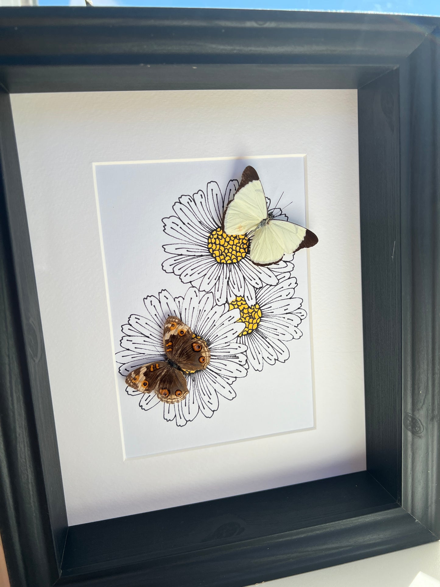 Melete en Junonia met echte tekening in lijst