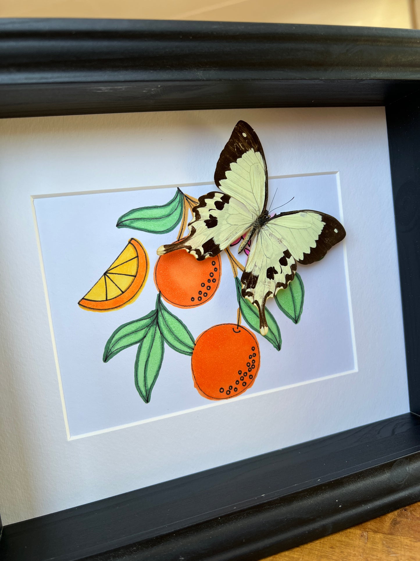 Papilio Dardanus with real drawing in frame