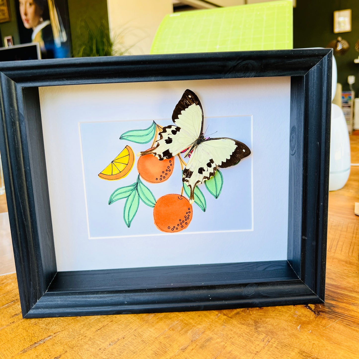 Papilio Dardanus with real drawing in frame