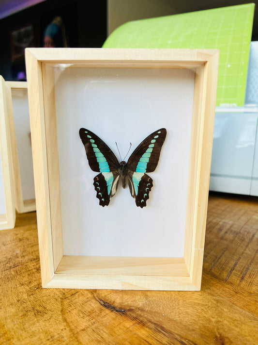 Graphium Sarpedon in box