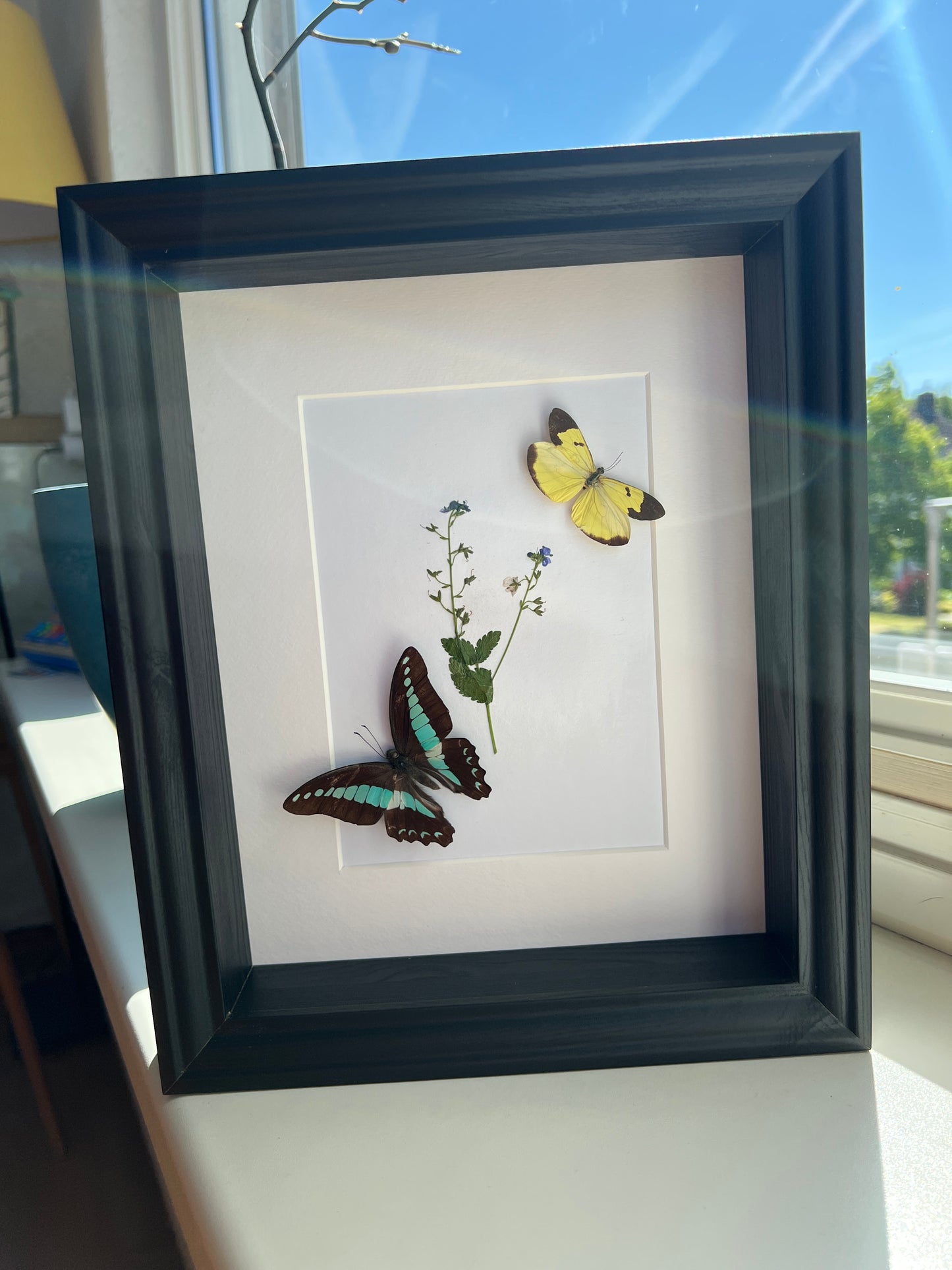 Graphium Sarpedon en Enantia met echte tekening in lijst