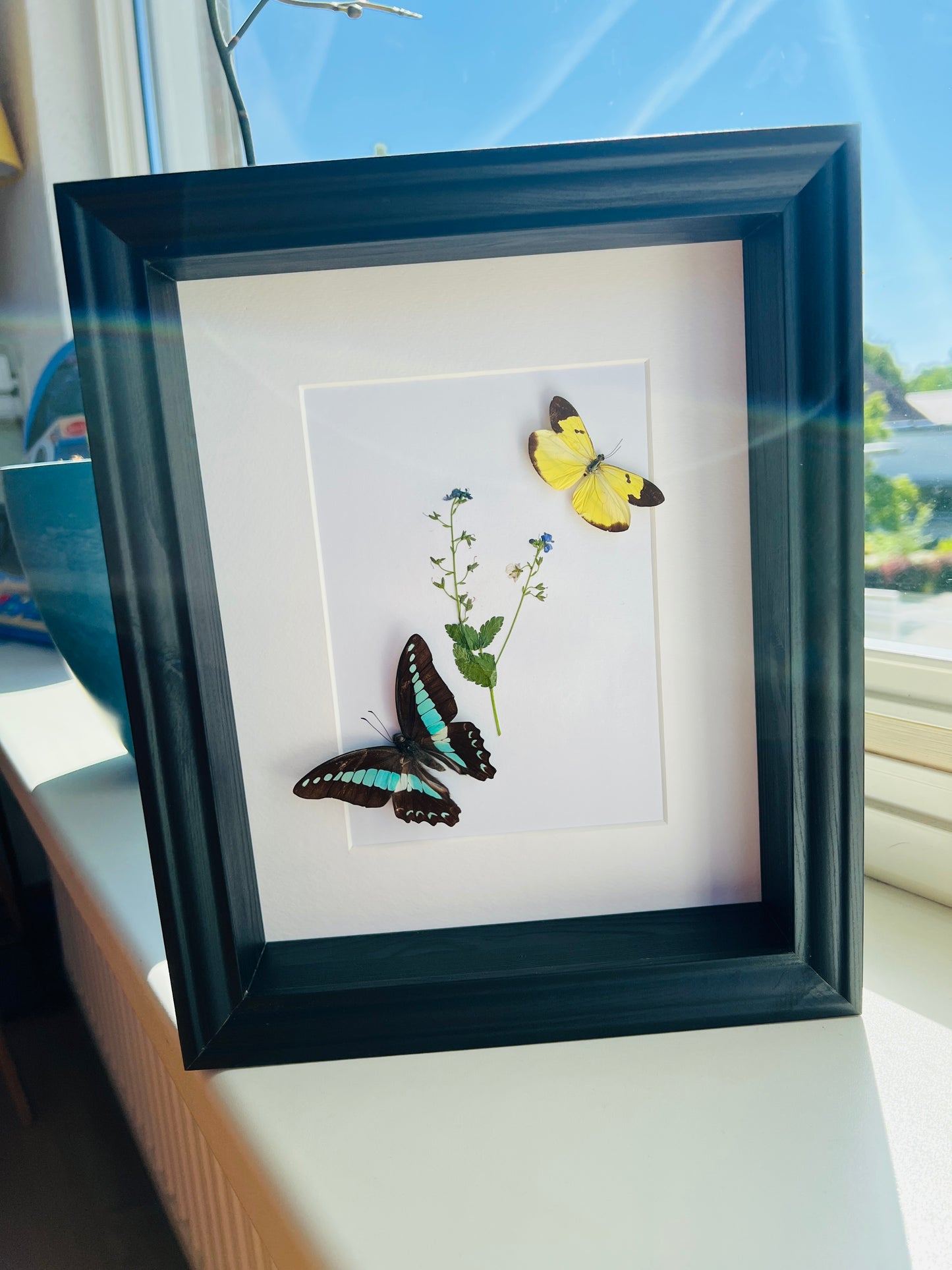 Graphium Sarpedon en Enantia met echte tekening in lijst