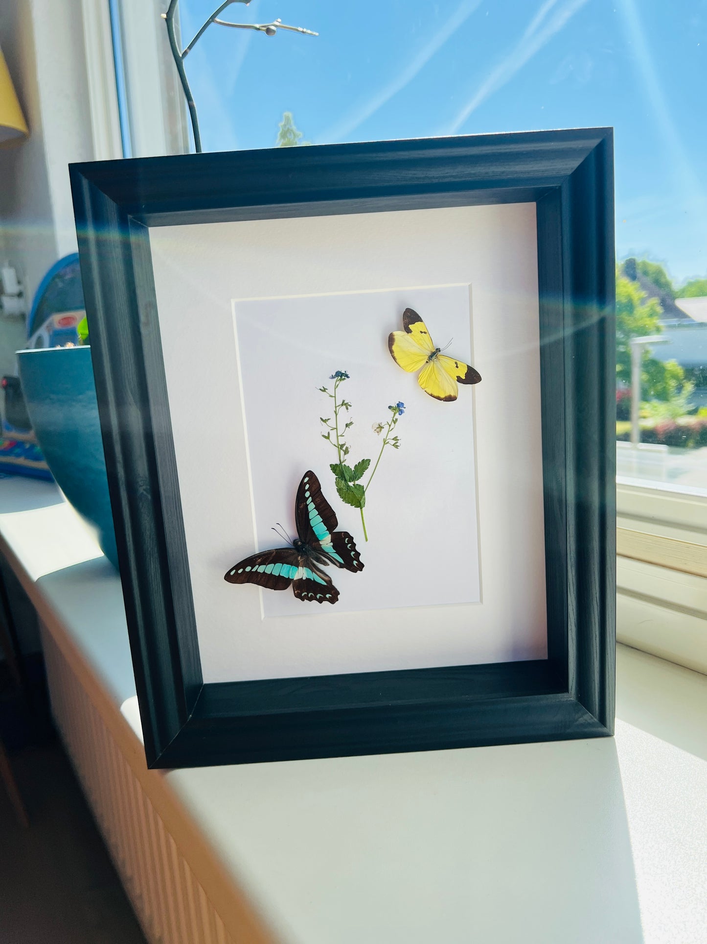 Graphium Sarpedon en Enantia met echte tekening in lijst