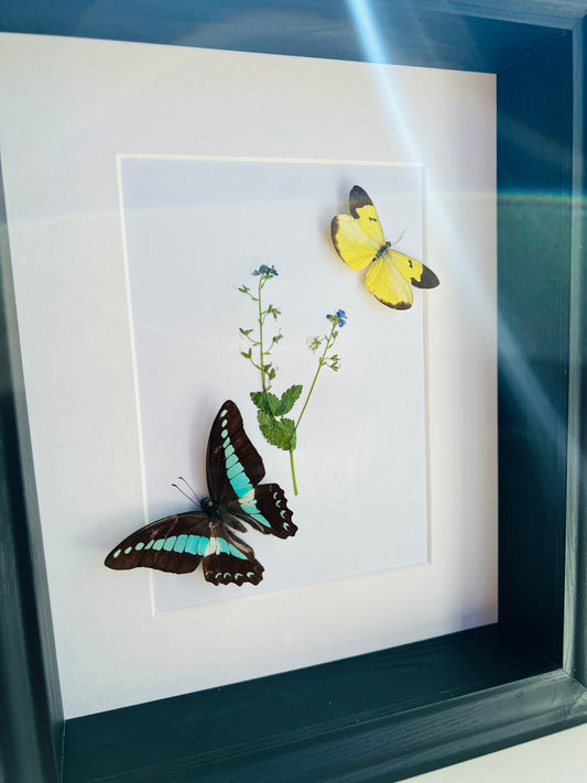 Graphium Sarpedon en Enantia met echte tekening in lijst