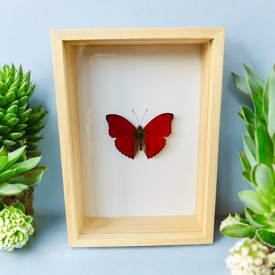 Cymothoe Sangaris in box