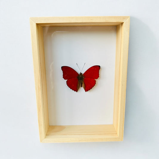 Cymothoe Sangaris in box