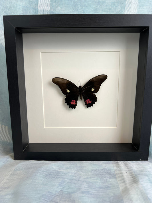 Framed real butterfly Papilio Anchisiades