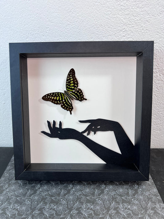Framed real butterfly Graphium Agamemnon