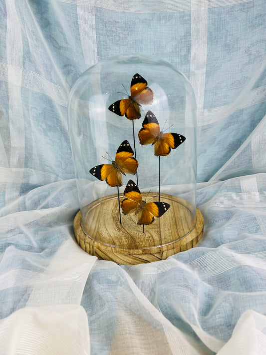 Handcrafted Natural Beauty: Real Butterflies Smyrna Blomfieldia Dome Decor