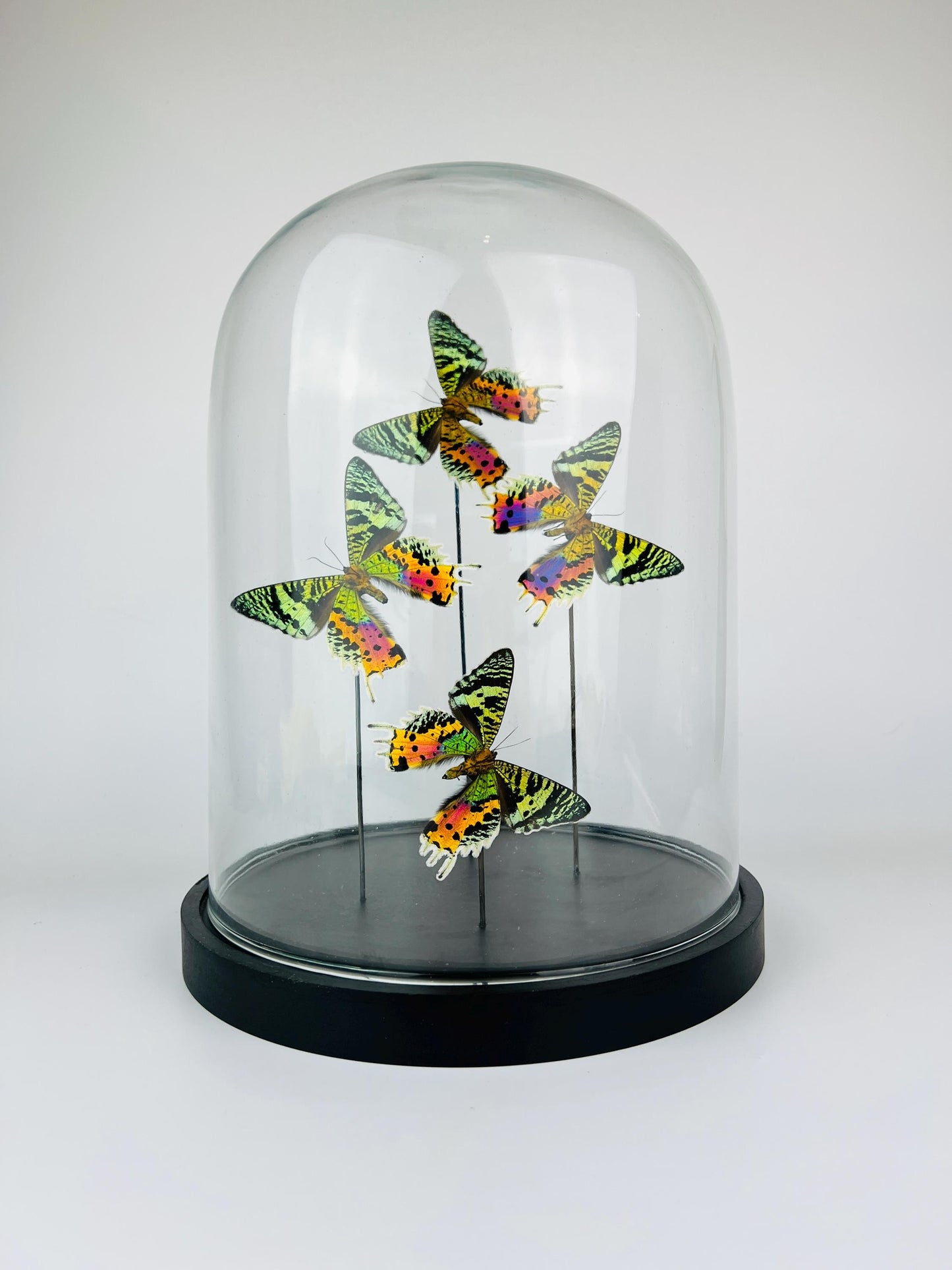 Echte vlinders Urania Ripheus (achterkant) in glazen koepel – 31 x 23 cm (12,2 x 9,1 inch)