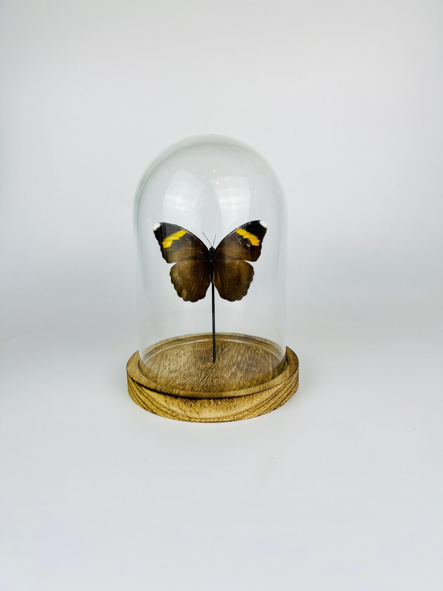 Euphaedra Butterfly Display in Glass Dome – 17 x 13 cm (6.7 x 5.1 inches)