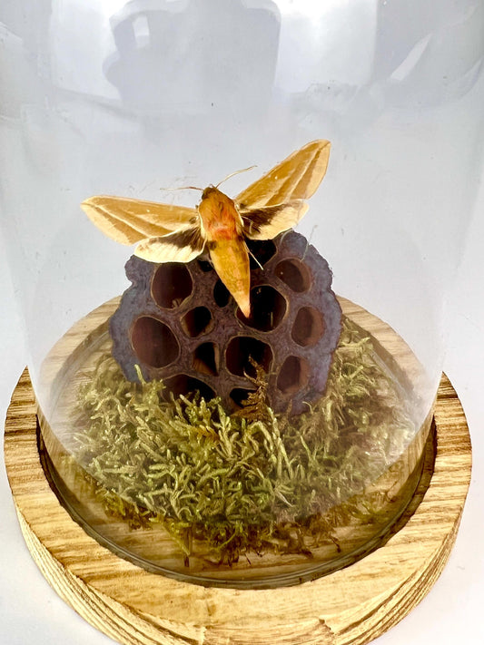 Echte vlinder | Hyles Mot met mos en lotusbloem in stolp (17x13cm)