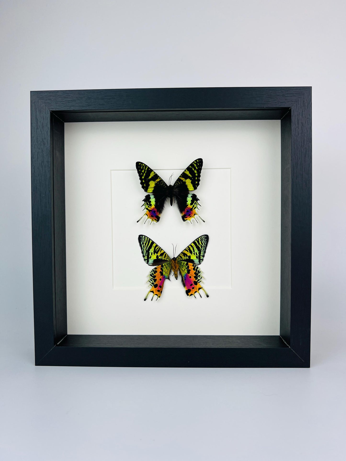 Echte vlinders Urania Ripheus (voor- en achterkant) - ingelijst - 25 x 25 cm (9,8 x 9,8 inch)