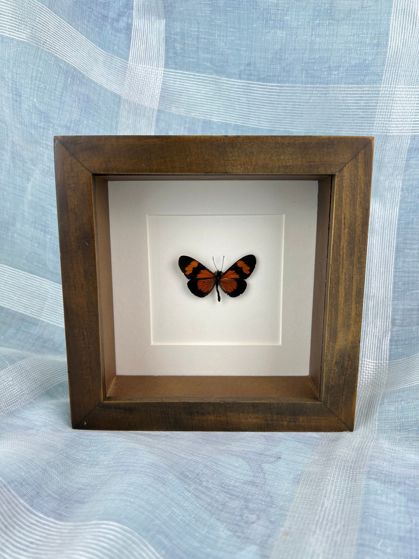 Framed real butterfly Altinote Negra