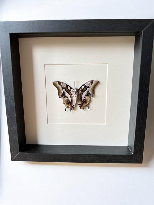 Opgezette vlinder Polyura Cognathus in lijst van 25x25 cm