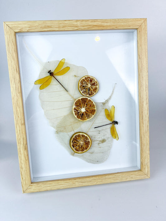 Echte insecten | Libelle met gedroogde ornamenten in lijst (28x23cm)