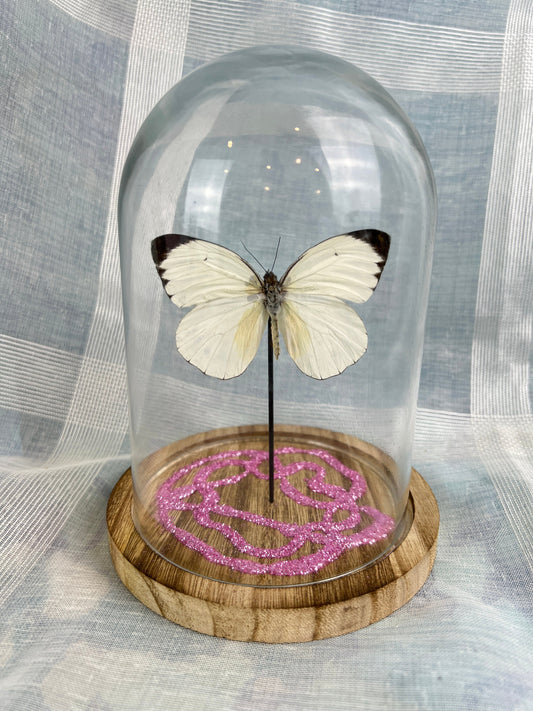 Echte vlinder | Ascia Bunaie met roze glitter element in stolp (17x13cm)