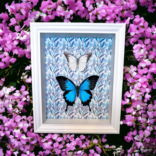 Echte vlinders | Papilio Ulysses en Appias Hombroni in lijst met print (28x23cm)