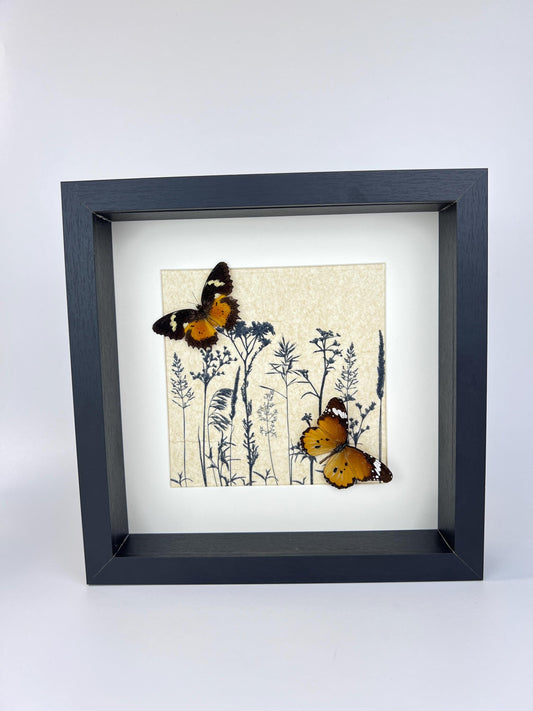 Opgezette vlinders Cethosia Hypsea & Danaus Chrysippus in lijst van 25x25 cm