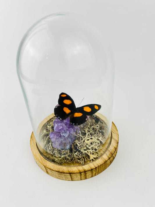 Echte vlinder Catonephele Numilia op amethist in stolp (17x13 cm)