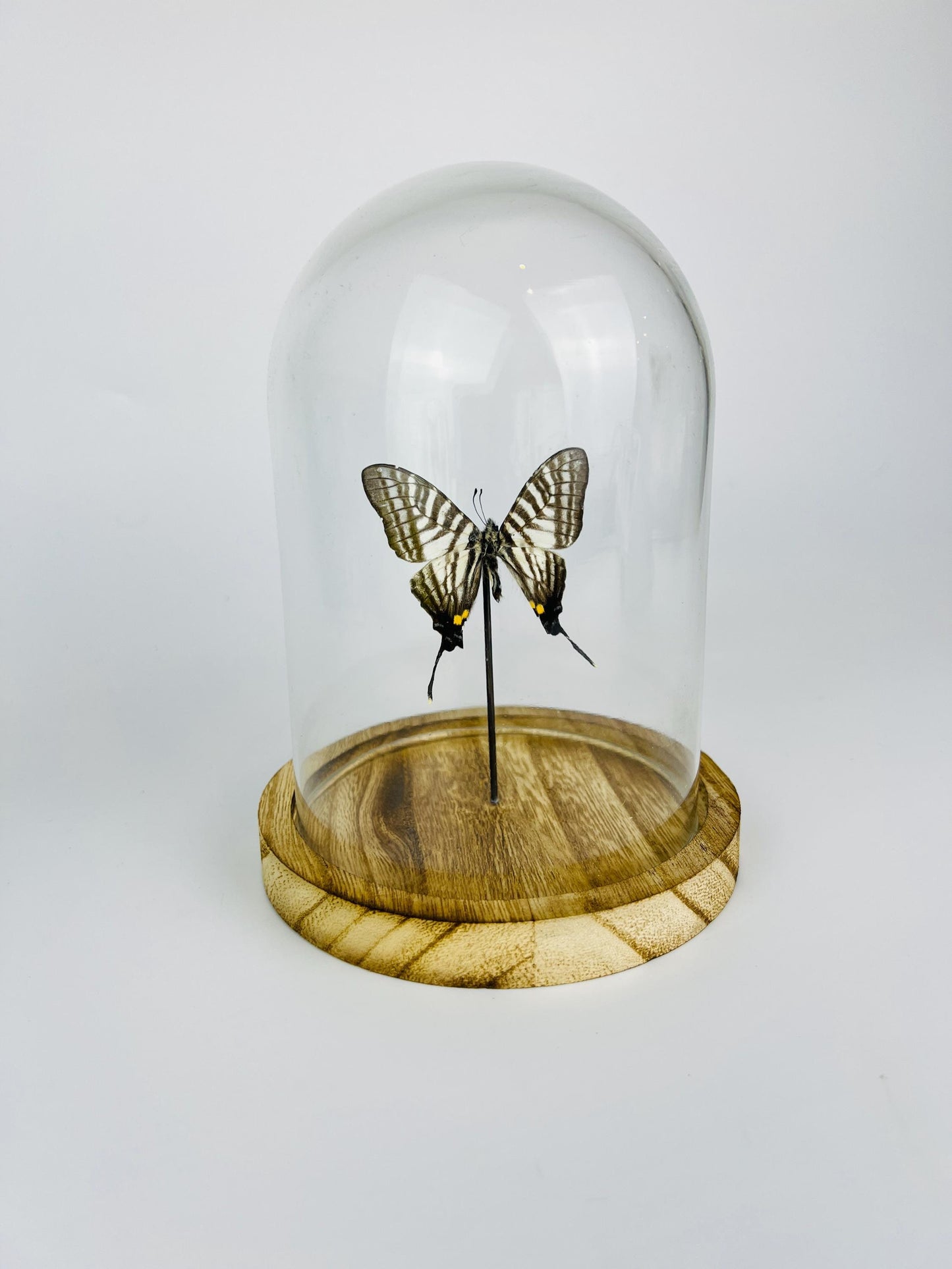 Real butterfly Graphium Pazala Eurous in Glass Dome – 17 x 13 cm (6.7 x 5.1 inches)