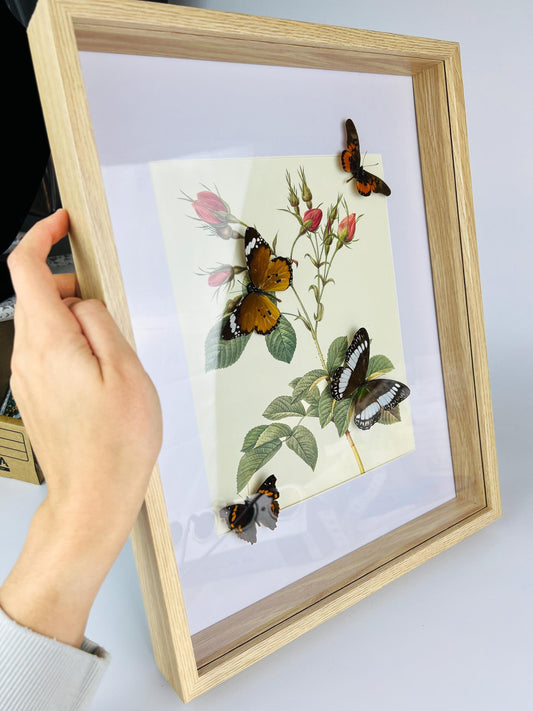 Echte vlinders in in lijst met een vintage botanische print (38x30cm)