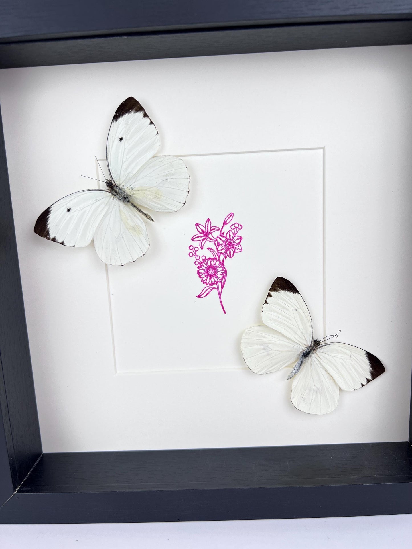 Opgezette vlinders Ascia Bunaie met paarse bloemtekening in lijst van 25x25 cm