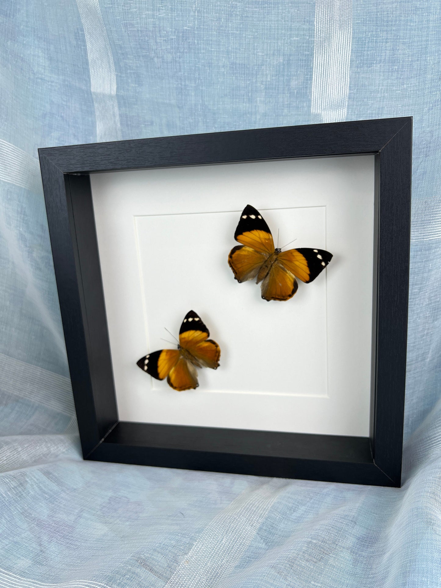 Echte vlinders | Smyrna Blomfieldia in lijst (25x25cm)