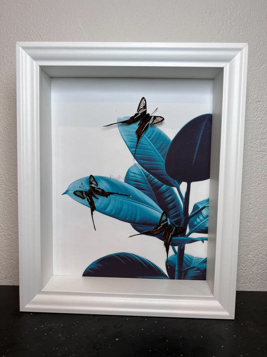 Echte vlinders | Lamproptera Meges in lijst (28x23cm)