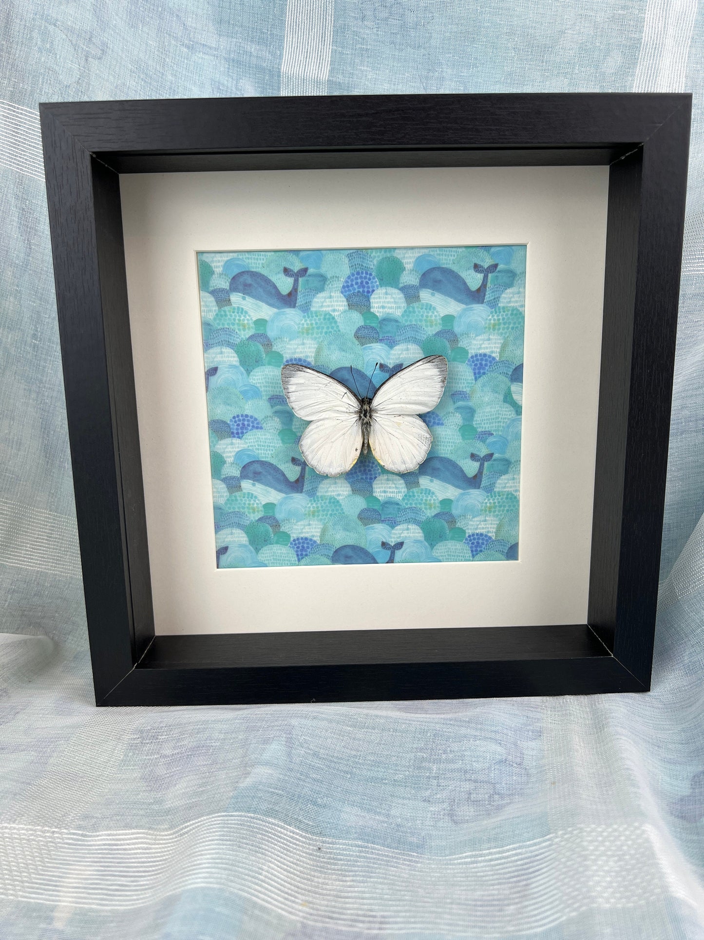 Framed real butterfly Delias Descombesi with print