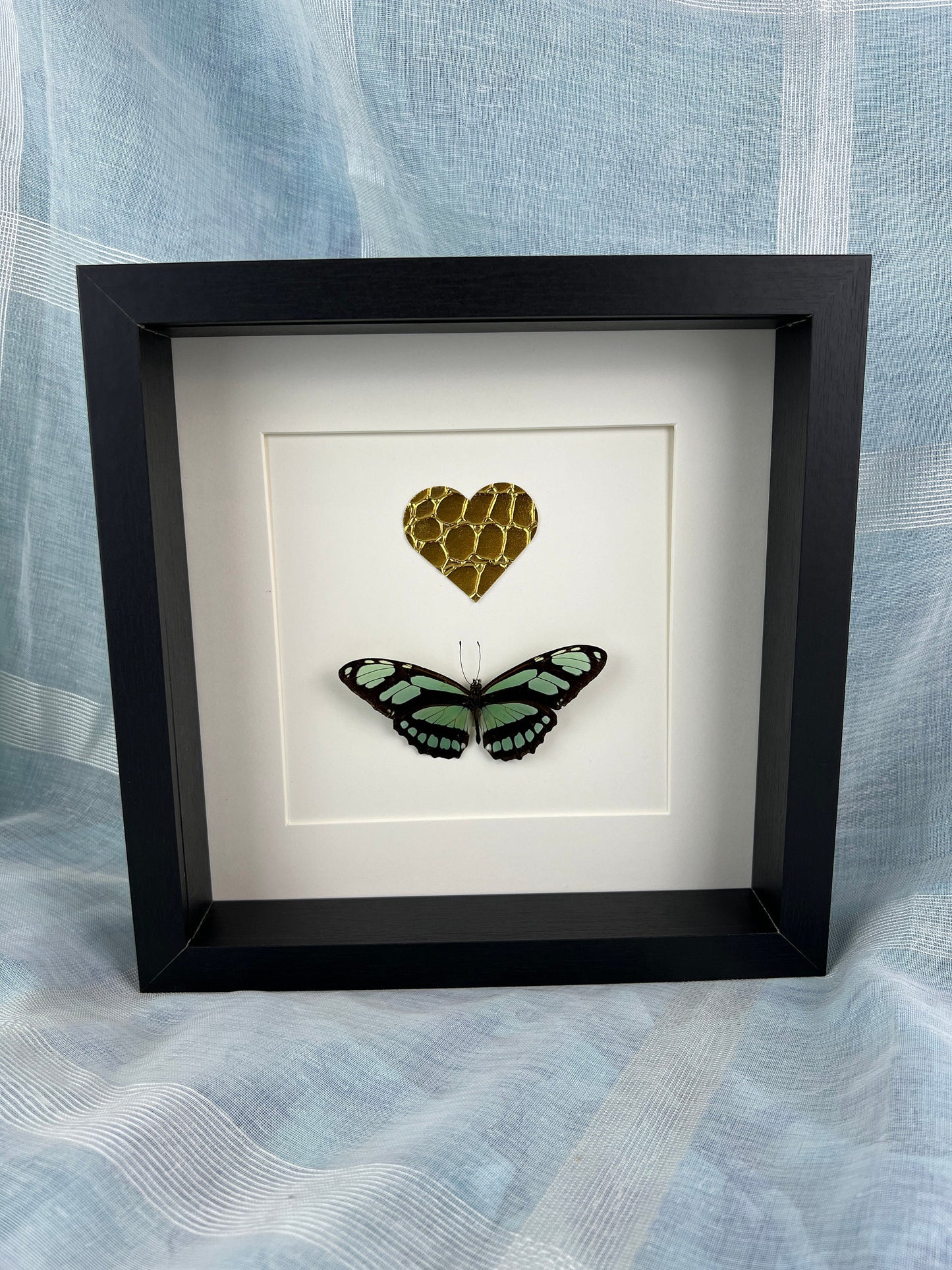 Framed real butterfly Philaethria Dido and gold leather heart