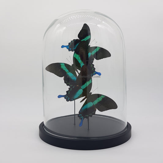 Echte vlinders | Papilio Blumei in stolp (31x23cm)