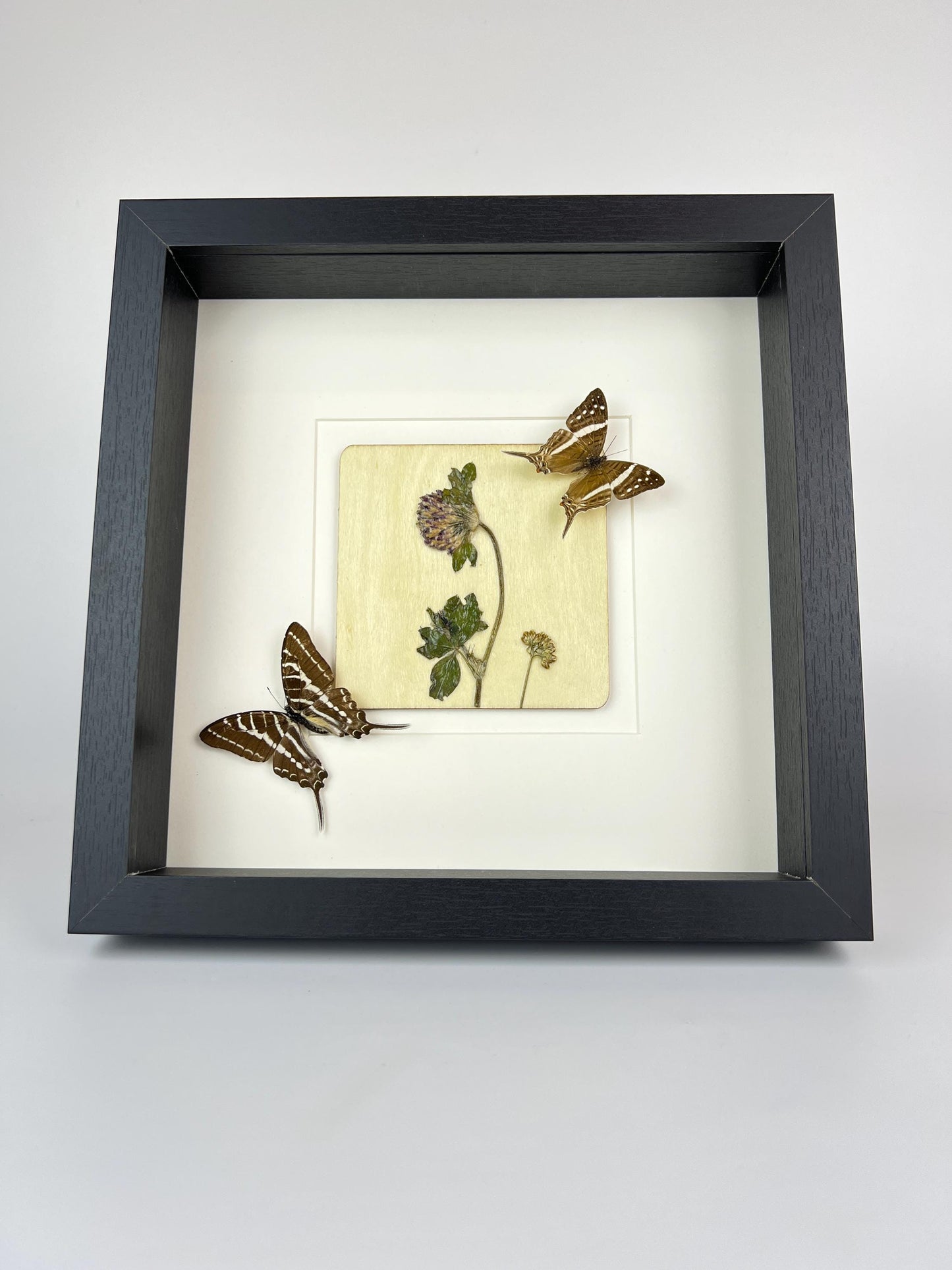 Framed Marpesia Crethon and Graphium Aristeus with Dried Flowers – 25 x 25 cm (9.84 x 9.84 inches)
