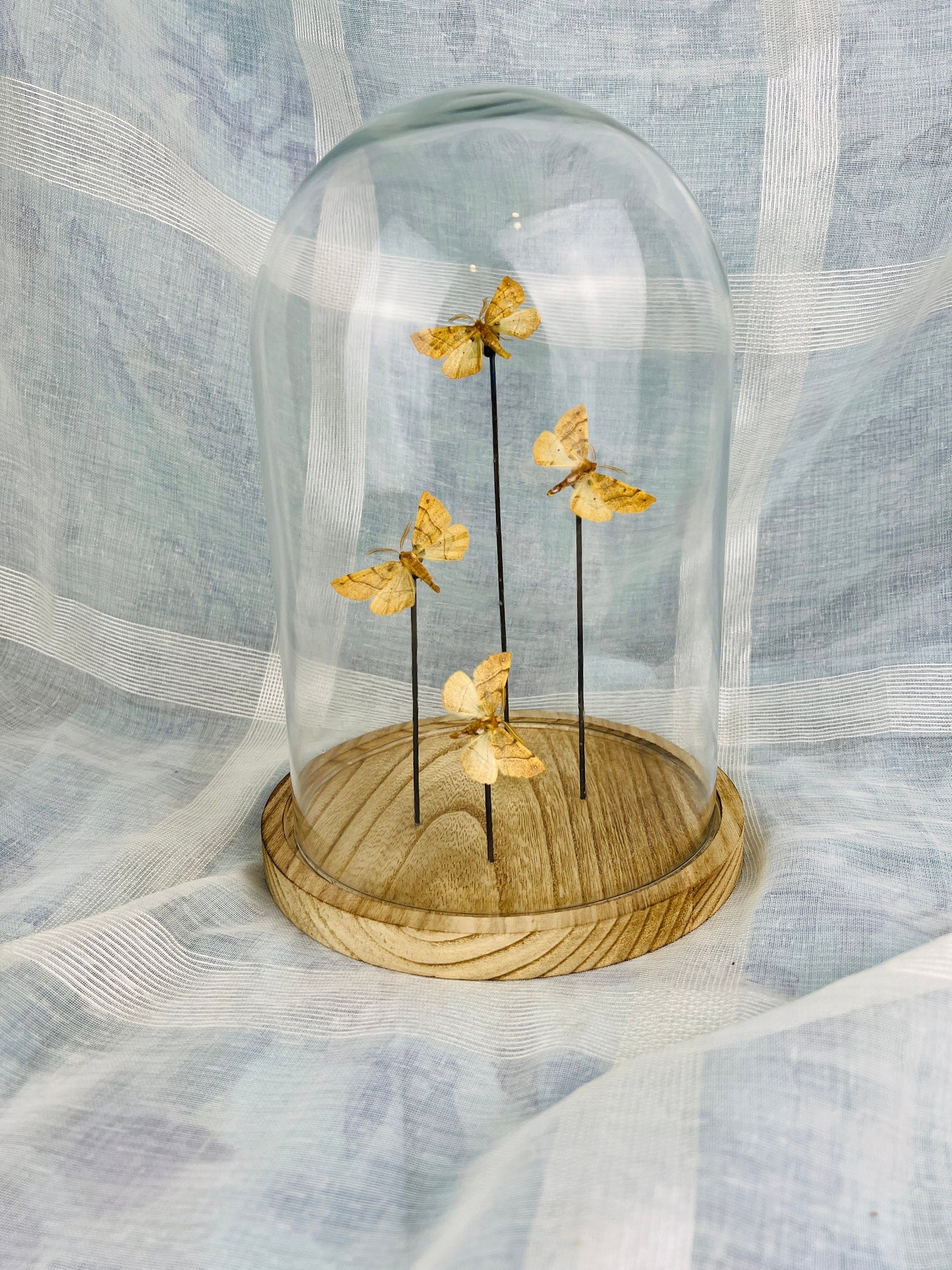 Exquisite Real Moths Colotois Preserved in Glass Dome Display