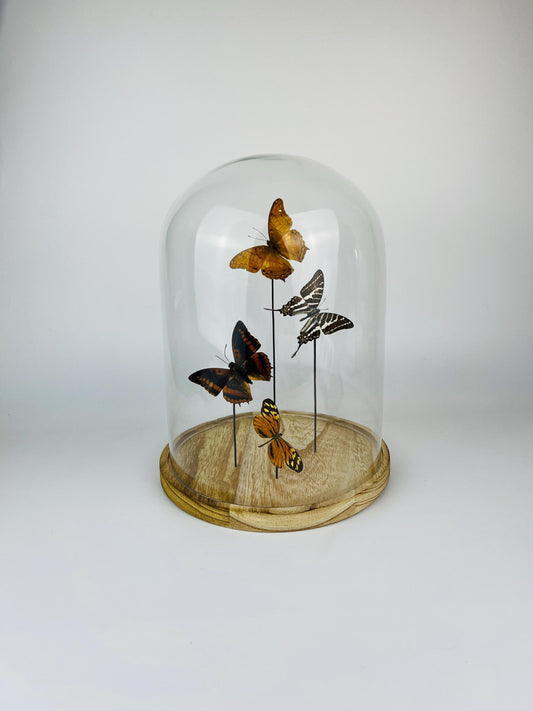 Glass Dome with Vindula Erota, Graphium Aristeus, Charaxes Lucretius, and Tithorea Harmonia Butterflies – 9x12 Inch Display