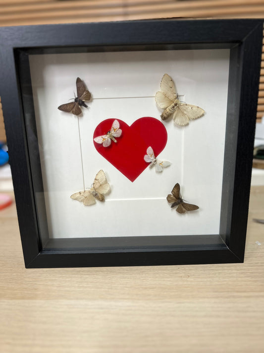 Zes motjes in lijst van 25x25 cm