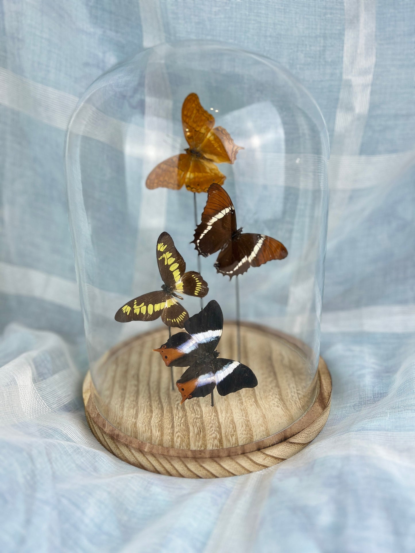 Real butterflies in dome