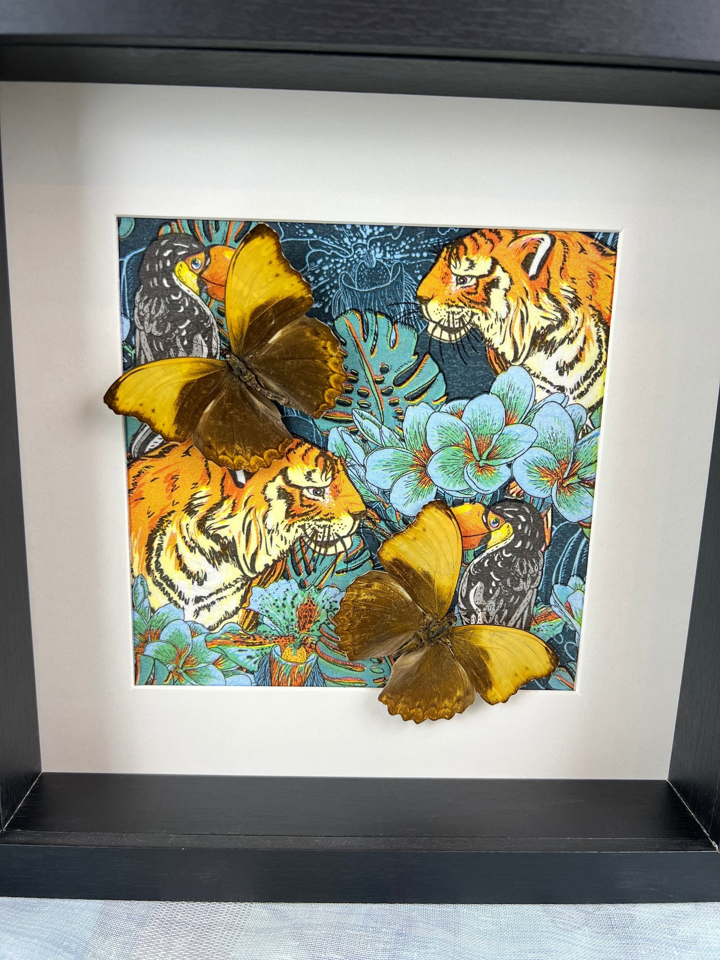 Echte vlinders | Cymothoe Haynac op print in lijst (25x25cm)