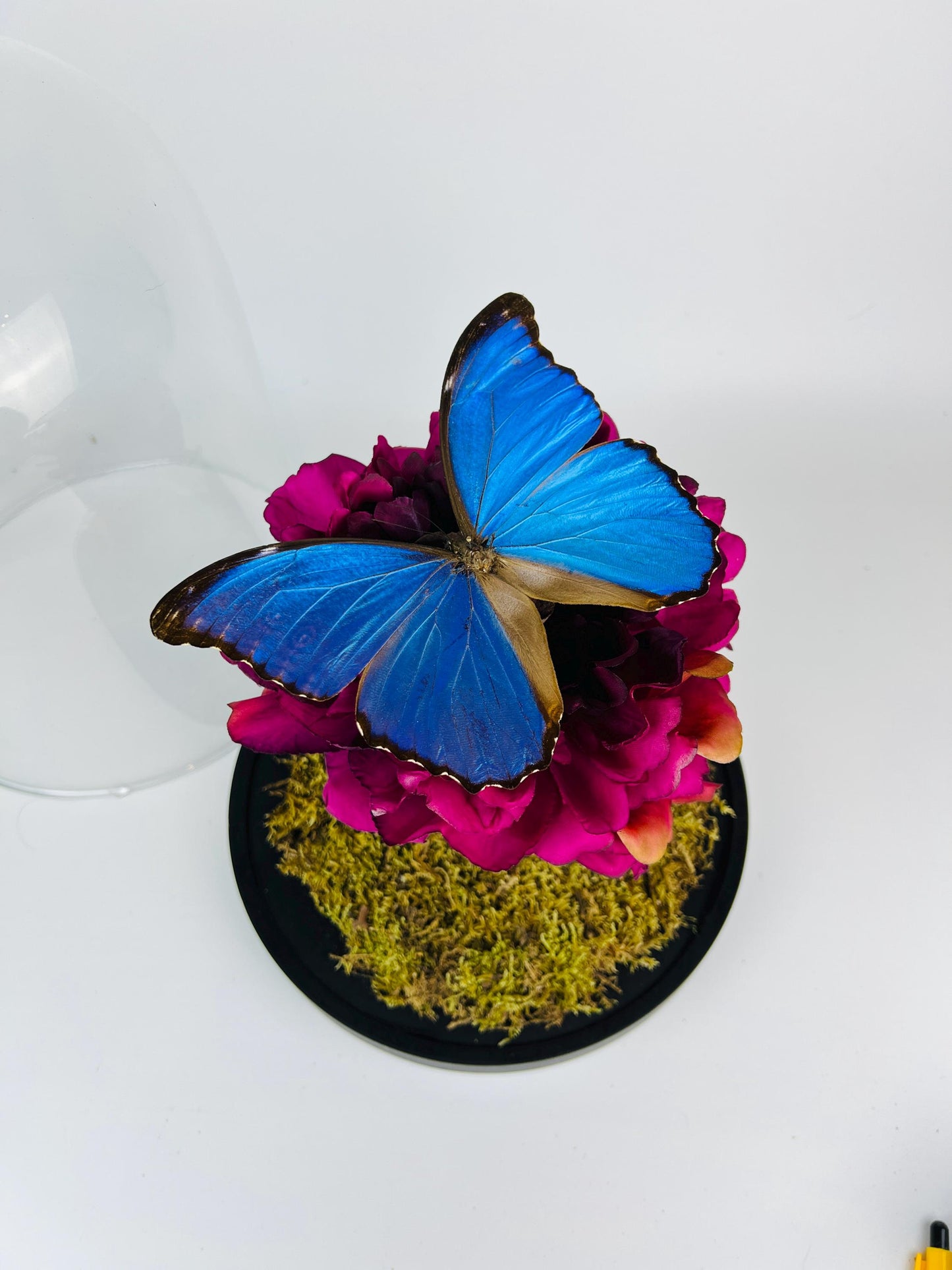 Echte vlinder | Morpho Didius in stolp (31x23cm)