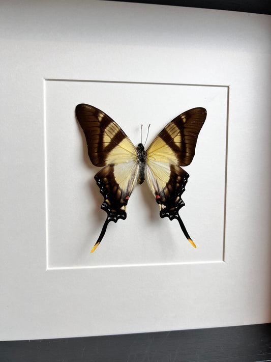 Framed real butterfly Eurytides Serville