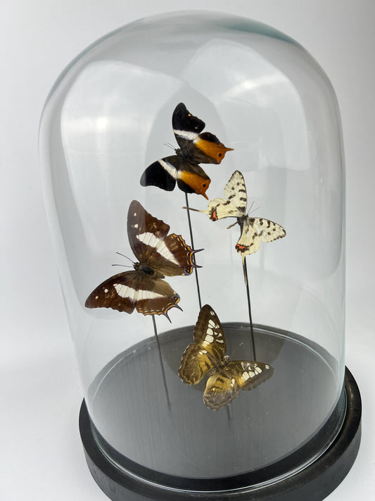 Echte vlinders | Mix vlinders in stolp (31x23cm)