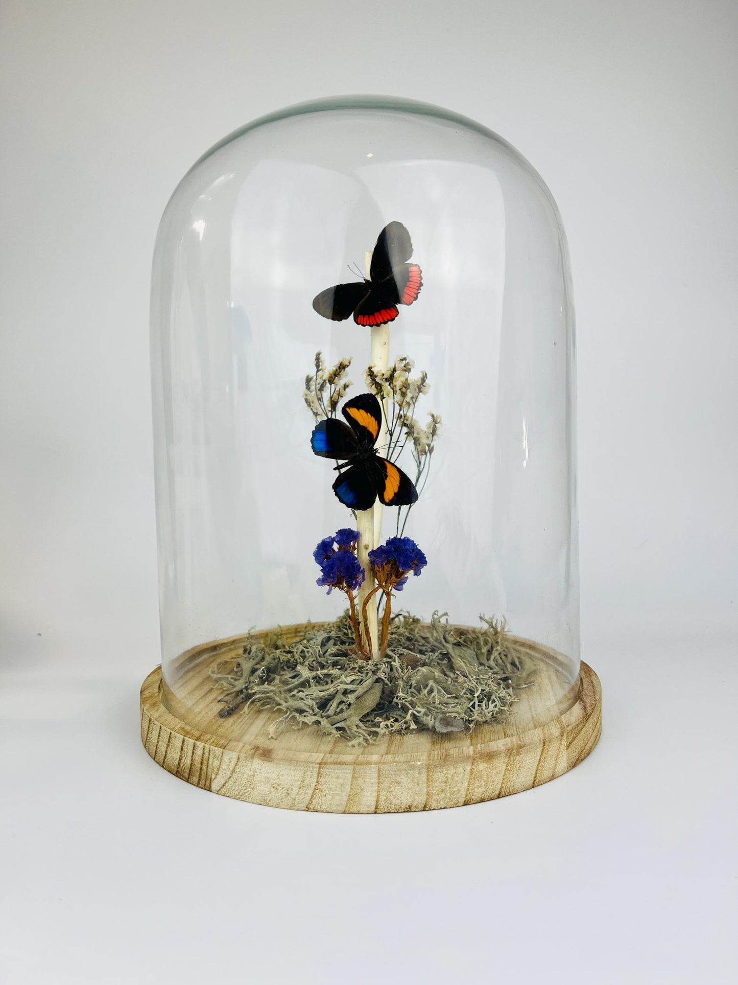 Echte vlinders | Callicore en Biblis Hyperia in stolp (31x23cm)