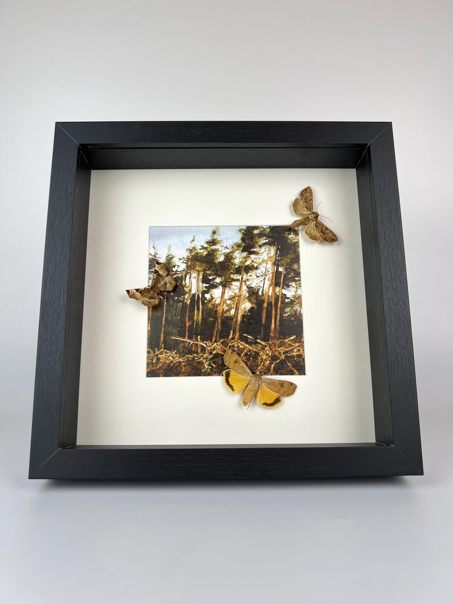 Framed Real Moths – 25 x 25 cm (9.84 x 9.84 inches)