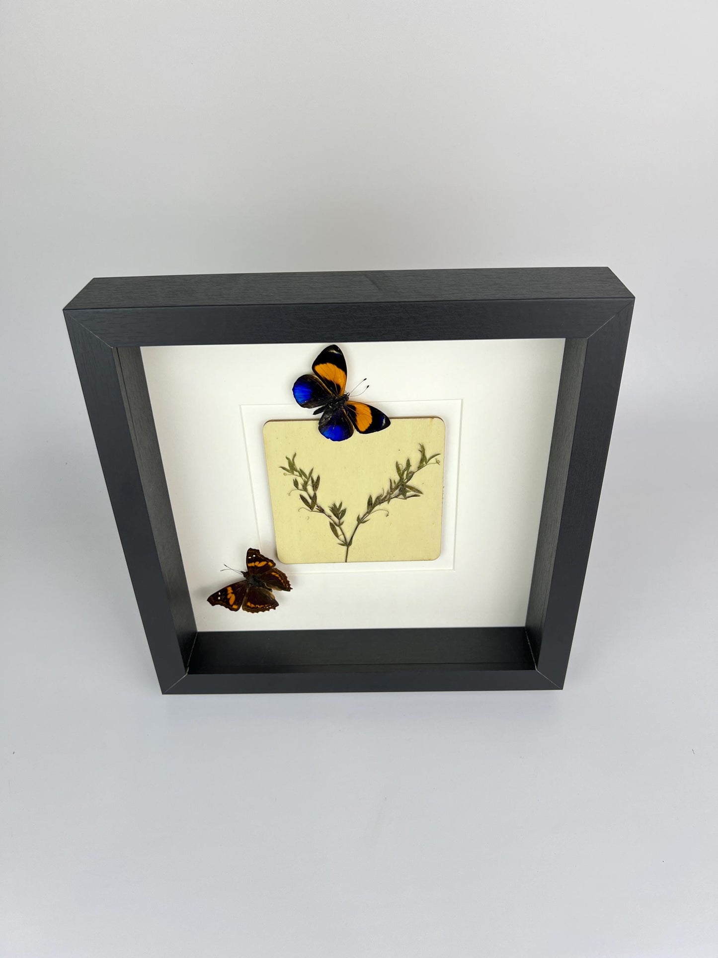 Framed Asterope Markii and Doxocopa with Dried Flowers – 25 x 25 cm (9.84 x 9.84 inches)