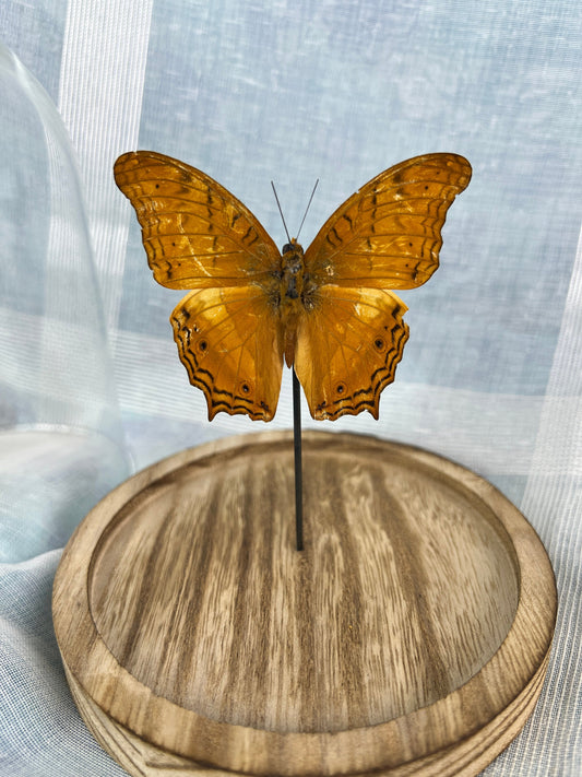 Real butterfly Vindula Erota