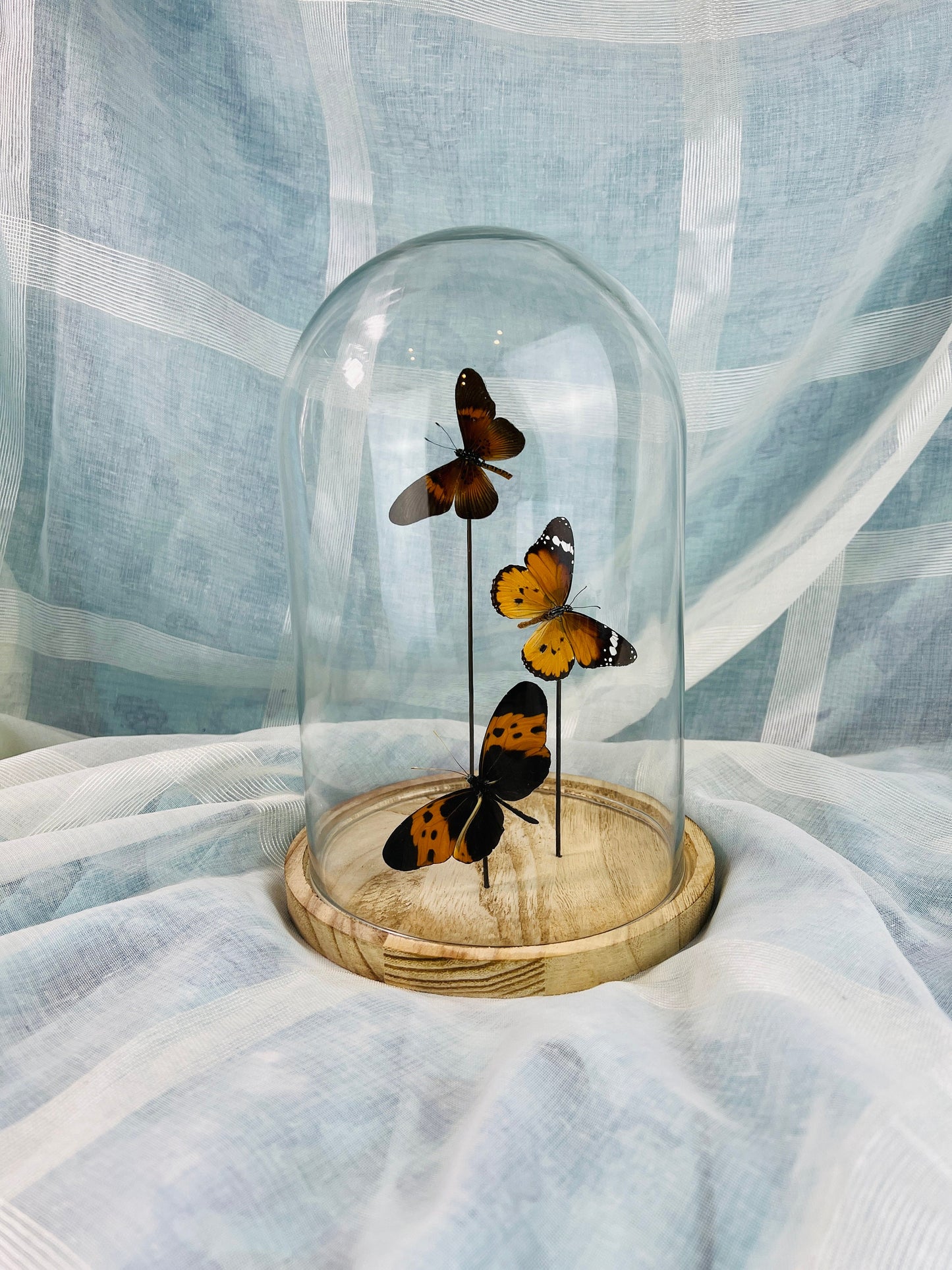 Exotic Butterfly Collection in Glass Dome - Actinote, Danaus Chrysippus, Melinaea - Home Decor Entomology