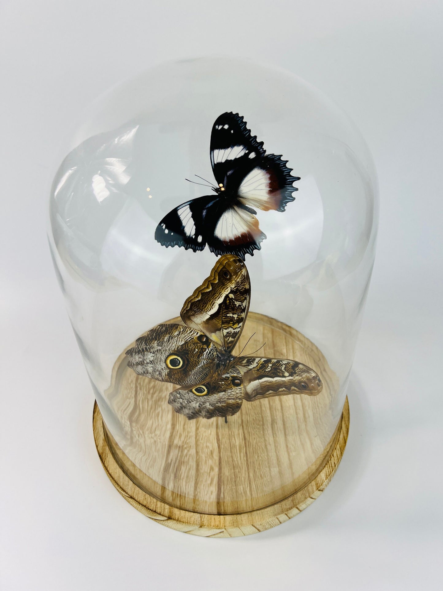 Echte vlinders | Hypolimnas Dexithea en Caligo in stolp (31x23cm)