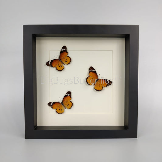 Framed real butterfly Danaus Chrysippus