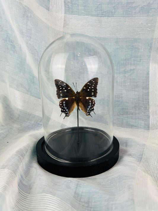 Real butterfly Charaxes Etesipe in glass dome - taxidermy home decor