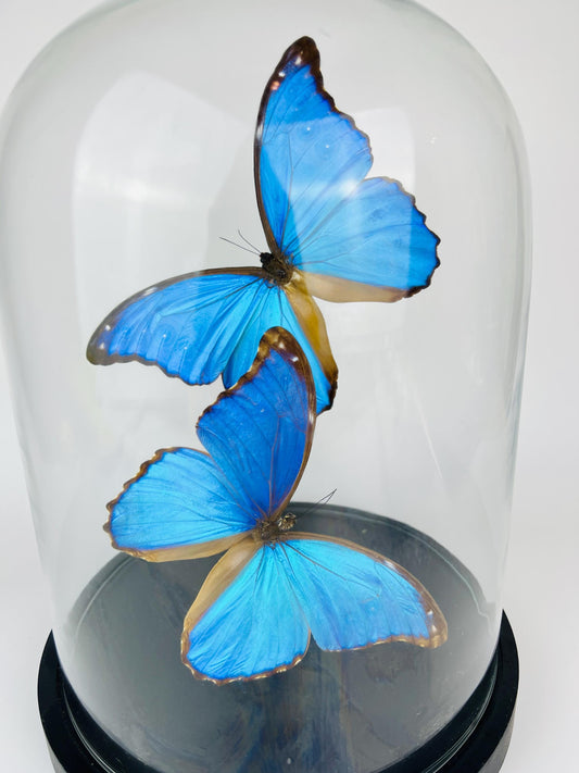 Echte vlinders Morpho Didius in glazen koepel – 31 x 23 cm